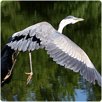 Heron